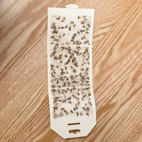 Piège À Mites - Piège Collant À Phéromones - Pour Garde-Manger Placards Cuisine - Lot De 6 (1/4)