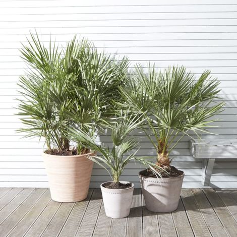 Palma cinese a ventaglio "Chamaerops excelsa" pianta in vaso ø8 cm (1/5)