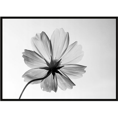 Póster con marco 53x73 cm Flor P1050 (1/3)