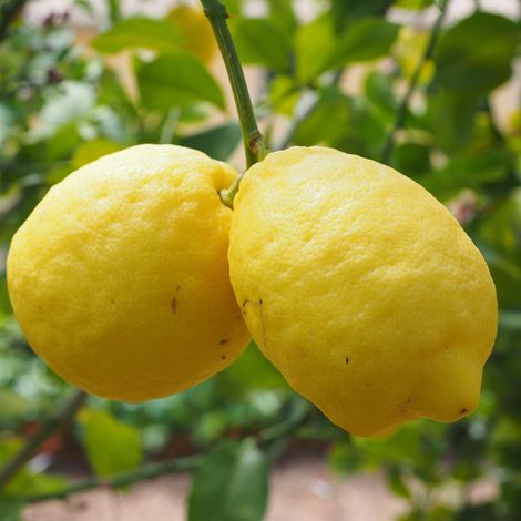 Gardenaria Limone Zagara Bianca - Citrus limon 'Zagara Bianca' - Pianta di agrume da frutto in vaso - Altezza: 160 cm (vaso 35) (1/5)