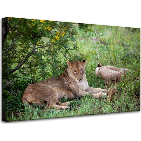 Leinwanddruck Tiere Löwinnen 80x50 cm