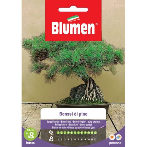 SEMI BONSAI DI PINO
