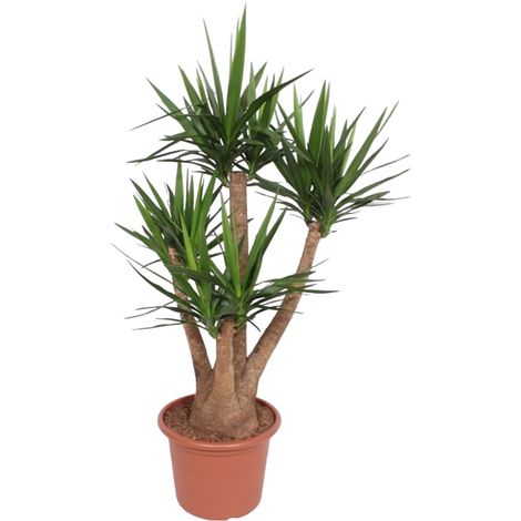 Yucca Elephantipes Ramifié - Plante d'Intérieur Tropicale - Vert - Hauteur 170 cm - ø45 cm - PANGIVO (1/4)