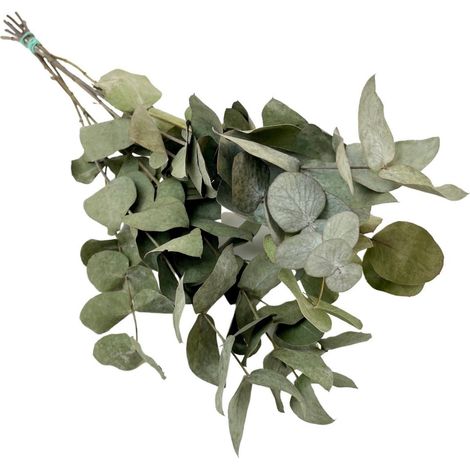 Eucalyptus Cinerea Séché, Lot de 6 Bottes Décoratives, Feuillage Vert, Hauteur 50 cm - PANGIVO