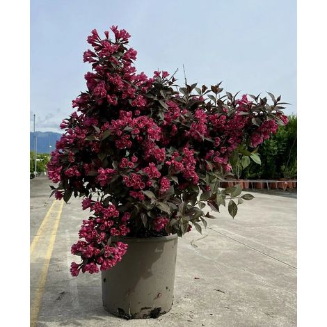 Gardenaria Weigela florida 'Alexandra' - Arbusto ornamentale da giardino - Altezza: 40/50 cm (vaso18) (1/3)