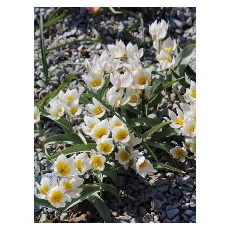 Tulipe botanique 'Polychroma' Bulbe calibre 5+ (par 10) (1/2)