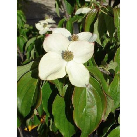 Cornouiller du Japon 'Teutonia' Pot de 12L/15L (1/4)