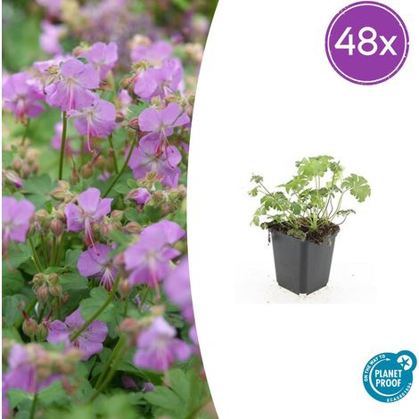 Lot de 48 Géraniums Vivaces 'Cambridge' Couvre-sol à Fleurs Roses - Hauteur 10-25 cm - Pot Ø 9 cm - PANGIVO (1/5)