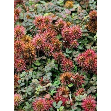 Lampourde à petites feuilles 'Kupferteppich' Godet de 8/9 cm (1/3)