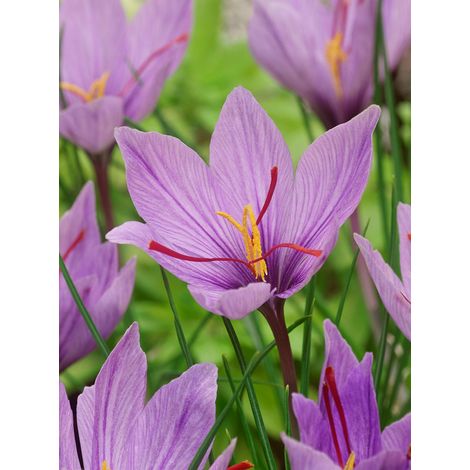 bulbi di CROCUS SATIVUS ZAFFERANO 7/8