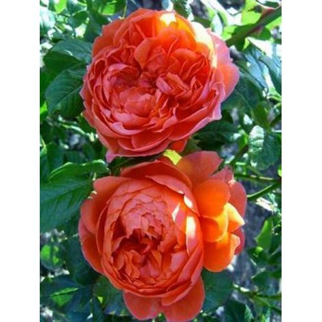 Rosier anglais 'Summer Song' Pot de 4L/5L (1/2)