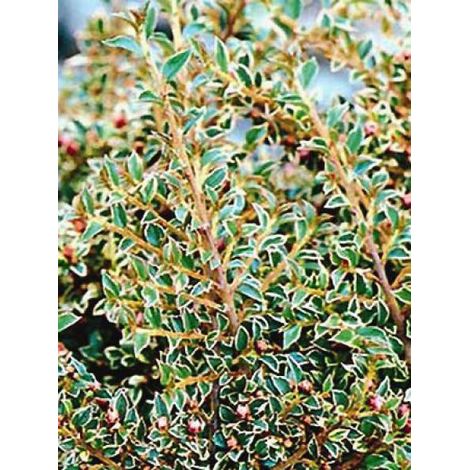 Cotoneaster horizontalis 'Variegatus' Pot de 2L/3L (1/2)