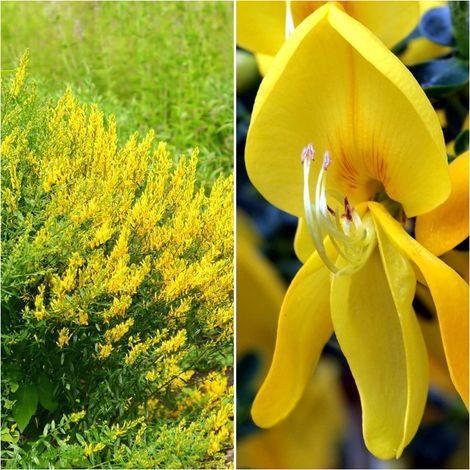 Semillas de Genista Tinctoria Hiniesta de Tintes. 250 Semillas