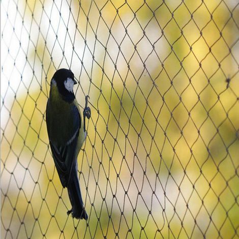 Filet anti-oiseaux pour verger, filet de protection contre les feuilles pour bassin, noir, 3 x 20 m / mailles de 5 x 5 cm (1/5)