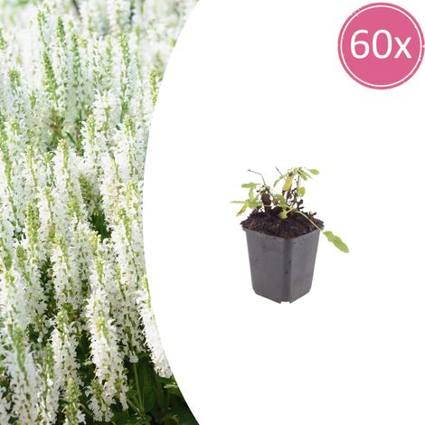 60x Sauge des bois Salvia nemorosa 'Schneehügel' Vivace Mellifère Bleu Clair Pot Ø9cm 10-25cm - PANGIVO (1/5)