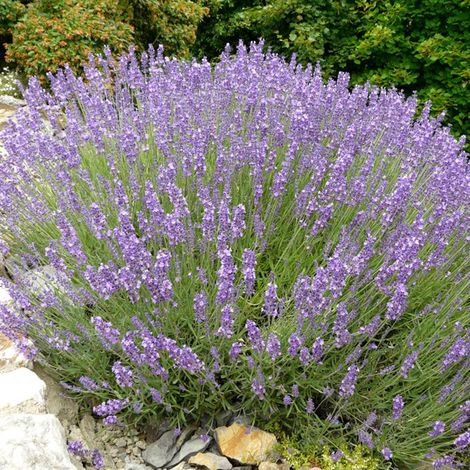 4 x Lavande officinale - Lavandula angustifolia  - godet 9x9 cm
