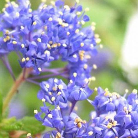 Lilas de Californie  - Ceanothus 'Blue Diamond'  - 30-40 cm pot