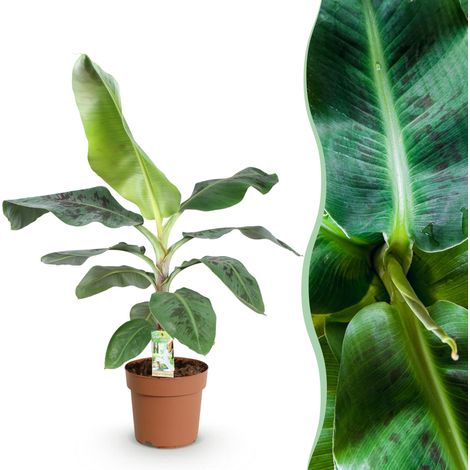 Bananier d'Intérieur Musa acuminata Dwarf Cavendish - Plante Verte Tropicale - Pot Ø 21 cm - 70-75 cm - PANGIVO (1/5)