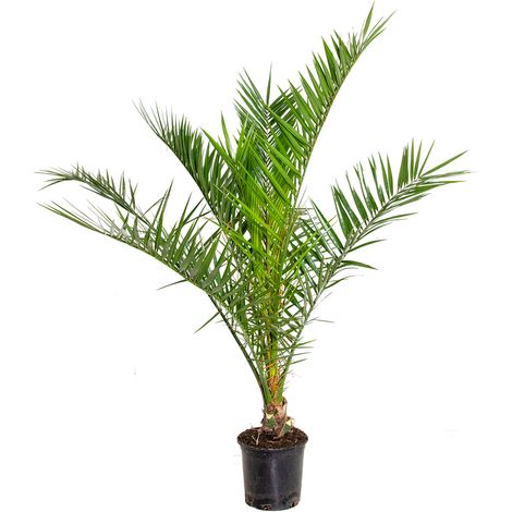 Bloomique - Phoenix Canariensis - Palmier des Canaries - Palmier rustique - Plantes de jardin - Hauteur 80-100 cm - Pot 19 cm
