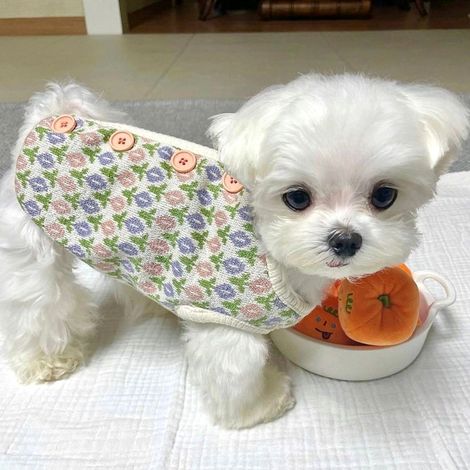 Gilet tricoté à motif floral pour petits chiens, chaud et chaud, idéal pour l'automne et l'hiver (1/5)