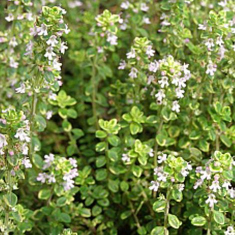4 x Thym citron  - Thymus citriodorus 'Aureus'  - godet 9x9 cm
