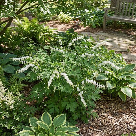 Bloomique - Lot de 6 - Dicentra Spectabilis Alba - Cœur saignant blanc - Floraison abondante - Rustique - Vivace - Hauteur 10-20 cm - Pot 9 cm