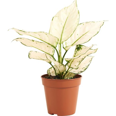 Bloomique - Aglaonema White Joy - Plante d'intérieur - Purificateur d'air - Hauteur 20-30 cm - Pot de 12 cm