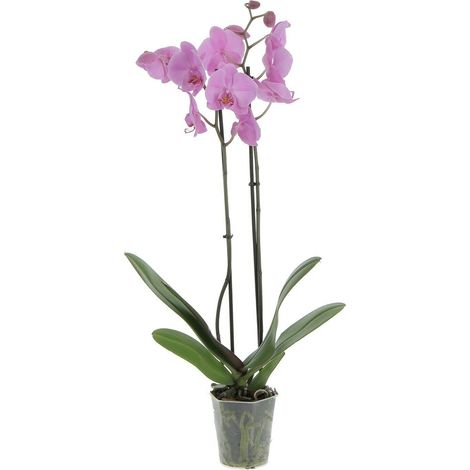 Phalaenopsis 2 Rami (1/3)