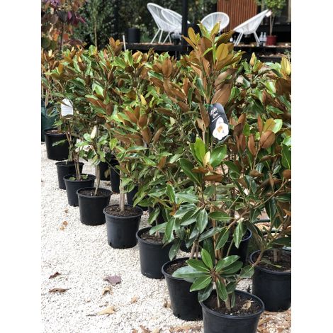 Magnolia grandiflora "Little Gem" pianta in vaso  34 cm h. 150/170 cm circa