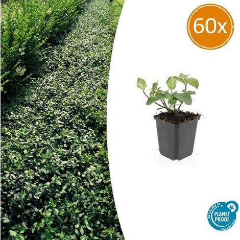 Lot de 60 Fusains Rampants Euonymus Dart's Blanket Couvre-sol Persistant 10-25 cm Pot Ø9 cm - PANGIVO
