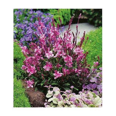Gaura Siskiyou Pink – Plante vivace fleurie rose vif – Feuillage pourpre et vert – Exposition plein soleil – Floraison de mai à octobre – Fabre Graines