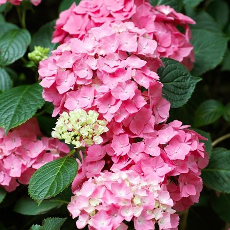 Hortensia  - Hydrangea macrophylla 'Pia'  - 25-30 cm pot