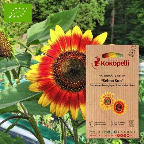 Tournesol à Fleurs Selma Sun- Graines bio à semer (1/2)