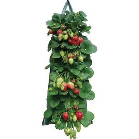 CSPARKV Sacs Plantation Fraisiers Aromatiques,Plant Grow Bag PE Pocket Plantation Sacs Légumes pour Les Fraises Herbes Fleur Pomme Terre Carotte Tomate Oignon (1/5)