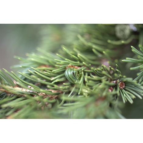Blaue Stechfichte 'Lucky Strike' Picea pungens 'Lucky Strike' C 3 20- 25 (1/5)