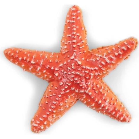Jouet cognitif - Science et éducation - Étoile de mer - Plastique - Décoration aquarium - Simulation marine (1/3)