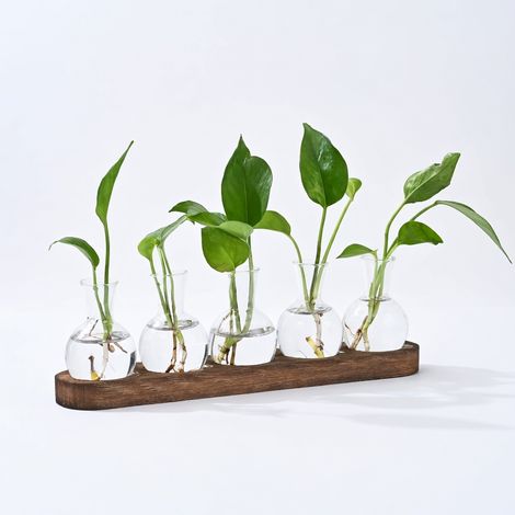 Vase en verre pour plantes aquatiques modèle 2 (1/5)