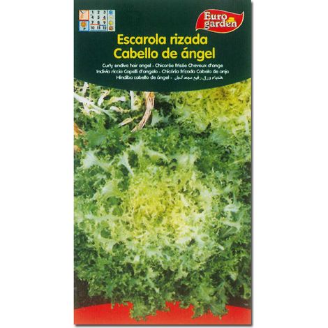 Graines phyto horto cheveux d'ange scarole