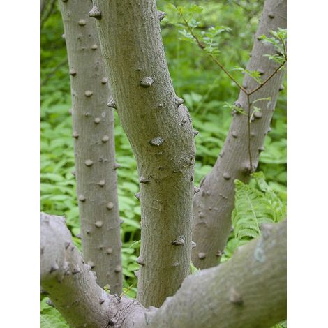 Poivrier schinifolium Pot de 3L/4L (1/2)