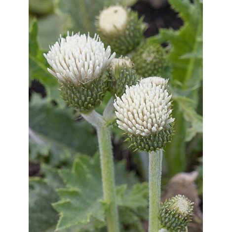 Cirse des rives 'Frosted Magic' Godet de 8/9 cm (1/4)
