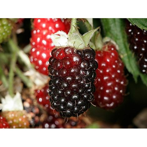 LAMPONE BOYSENBERRY PRECOCE UNIFERO (1 PIANTA) (1/2)