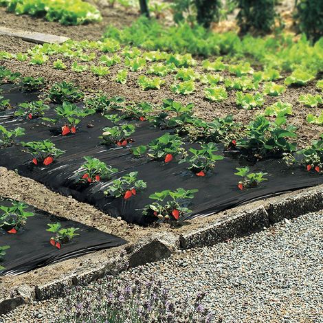 Película de acolchado para fresas 1,40x10m Ref 100050 (1/8)