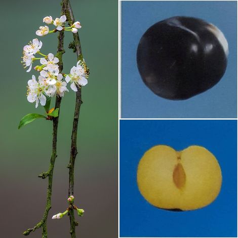 Planta Frutal Ciruelo Variedad Friar. Altura 80 - 100 Cm