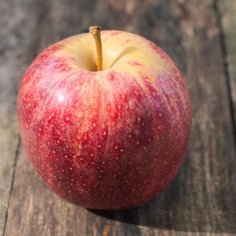 Pommier Akane/Pot de 10L - Gobelet 2 ans - 120/150 cm (1/5)