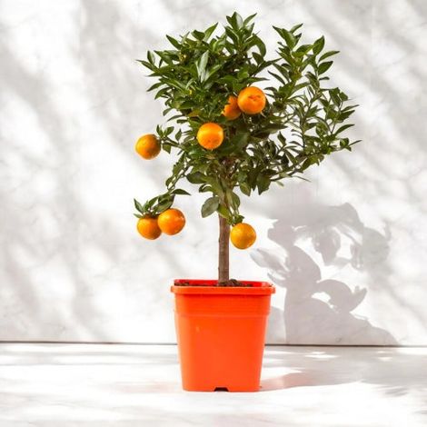 Gardenaria Chinotto - Citrus myrtifolia - Pianta di agrume da frutto in vaso - Altezza: 65/70 cm (vaso19)
