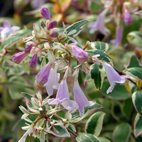 Abelia panaché 'Hopleys'® 'Hopley's' - 25-30 cm pot (1/5)