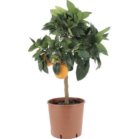 Citrus Sinensis Rosso “Moro” - Arancia Rossa - Alberi da Frutto - H 70-80 cm Vaso Ø 20 cm (1/4)