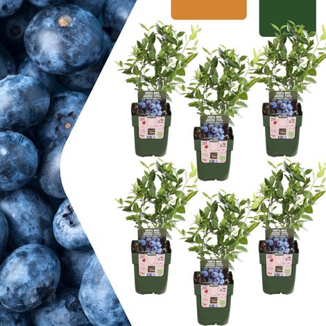 Lot de 6 Arbustes Fruitiers Myrtilles BIO Vaccinium corymbosum Pot Ø 13 cm Hauteur 20-25 cm - PANGIVO (1/5)
