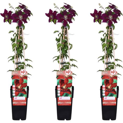 Lot de 3 Clématites Niobe à Grandes Fleurs Rouges Plante Grimpante Hauteur 65 cm Pot Ø 15 cm - PANGIVO