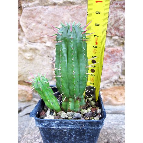 Euphorbia ferox caespitosa 8 cm, cactus, pianta grassa